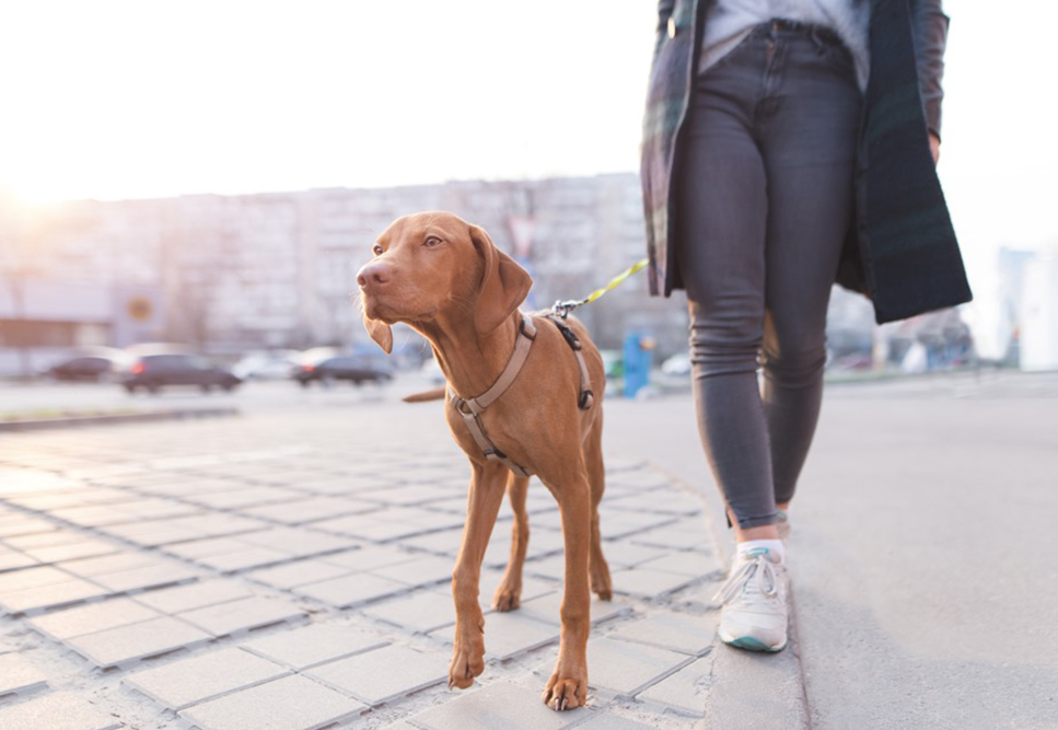 Perro aprendiendo a caminar al lado sin tirar de la correa durante una sesión de adiestramiento en Madrid.