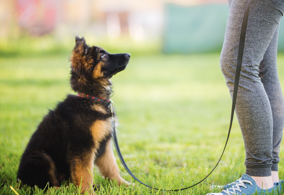 Ejemplo de adiestramiento de perro sentándose a la orden en Madrid, técnicas efectivas por Good Job Coaching Canino.