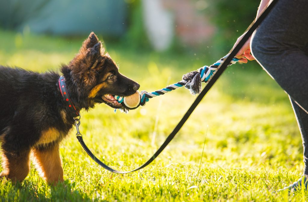 Análisis detallado de la conducta canina por expertos en Good Job Coaching