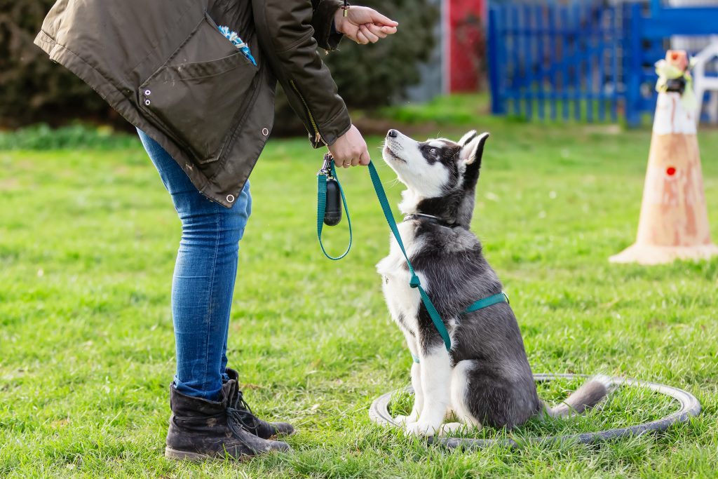 Aplicación de protocolos específicos para la modificación de conducta en perros