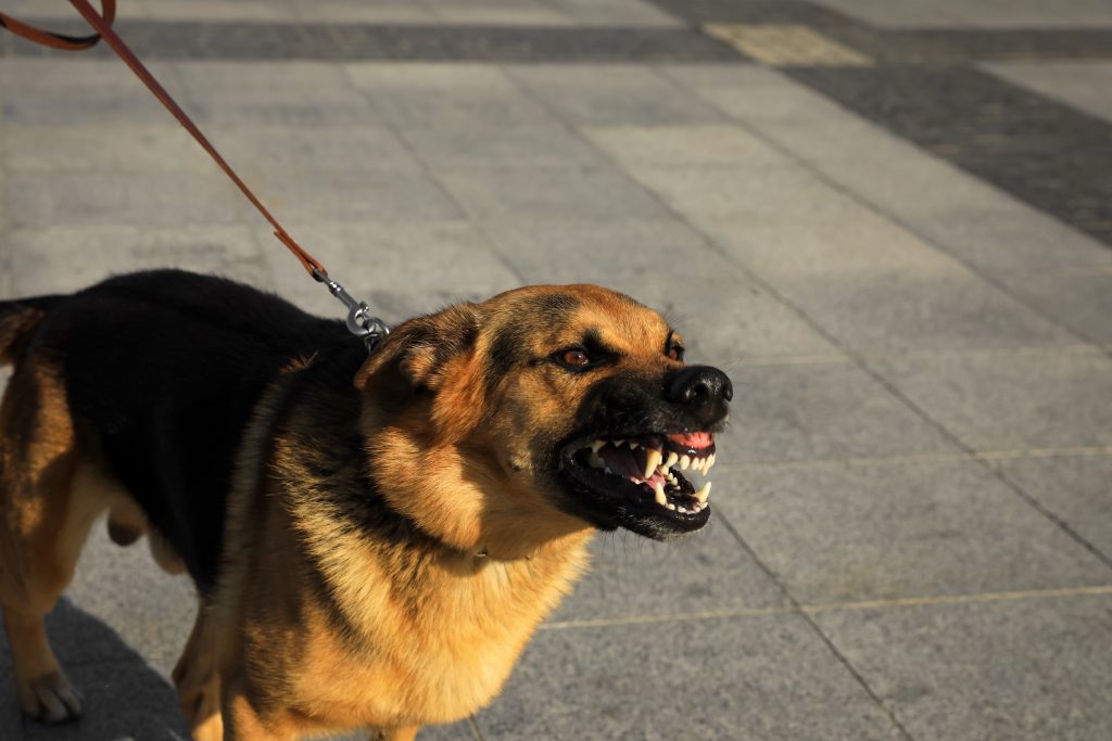 Diagnóstico profesional de problemas de conducta en perros para un tratamiento efectivo.
